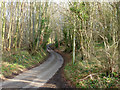 Lane through Fryarne Park Wood