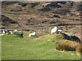 NM3621 : Sheep on the south side of Cnoc an t-Suidhe by Rod Allday