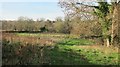 Disused farmland between Haberfield Park Farm and the Markham Brook