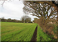 Hildersham: field-edge footpath