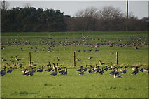 SD3108 : Pink-footed Geese (Anser brachyrhynchus), Downholland Moss by Mike Pennington