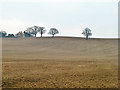 Brown field, Theydon Bois