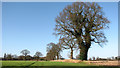 Trees on a field boundary