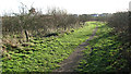 Footpath in Jubilee Wood