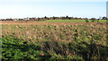 View towards Acle from Jubilee Wood