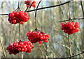 TG3510 : Red berries in Jary's Wood by Evelyn Simak