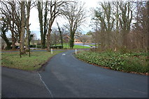 NS2310 : Road to the Visitor Centre, Culzean Country Park by Billy McCrorie