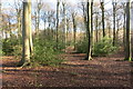 Footpath in Keepershill Wood