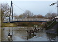 SK5906 : Canada geese next to the Holden Street footbridge by Mat Fascione