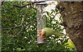 TQ1863 : Rose-ringed Parakeet (Psittacula krameri), Chessington by Mike Pennington