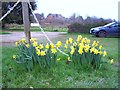 Daffodils at Powderham