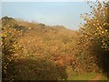 SS8577 : Cwm y Gaer in autumn (3) by eswales
