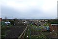 Allotments behind Bilton Drive