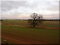 The River Torne from Styrrup Lane