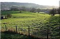 Pasture near Osmotherley