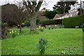 Daffodils at Instow in January