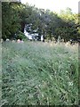 Long grass in the churchyard, Compton Valence