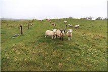 V9636 : Sheep - Rathruane More Townland by Mac McCarron