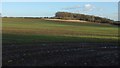 Towards Throstlenest Wood