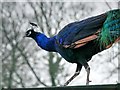 SD8304 : Heaton Park Animal Centre, Peacock by David Dixon