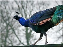 SD8304 : Heaton Park Animal Centre, Peacock by David Dixon