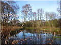 Pond at Browmeswell Green Nature Reserve