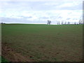 Young crop field, East Hill