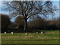 Field and sheep near East Goscote