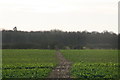 Footpath through a rape crop from Barn Farm to Wragby
