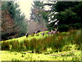 H4881 : Deer, Gortin Glens Forest Park by Kenneth  Allen