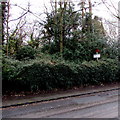 Old-style boundary sign in a hedge, Colwall Village