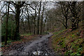 Leeds Country Way in Ravenscliffe Wood (1)