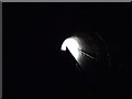 SJ2840 : Stygian gloom in Whitehurst tunnel by John Lucas