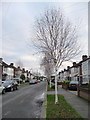 Silver birch trees, Bourne Gardens, Chingford