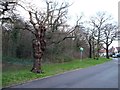 Trees along Inks Green, Chingford Hatch [2]