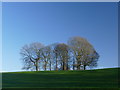 Winter trees in Norfolk Park