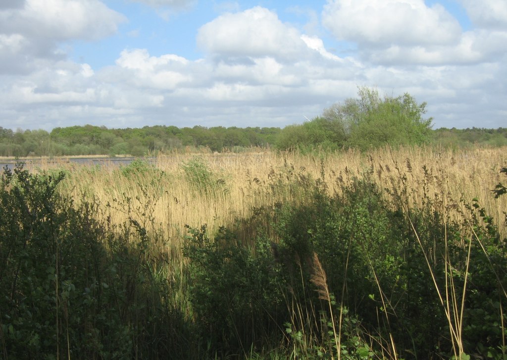 Reed beds - Fleet Pond © Mr Ignavy :: Geograph Britain and Ireland