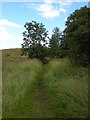 Path beside Templehill Wood