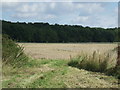 Stubble field towards Burgate Wood