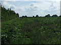 Crop field off Lion Road