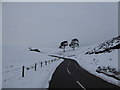 Scots pines in the snow, Leadhills