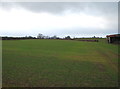 Young crop field near Page Farm