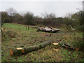 Burn site, Ashtead Common