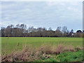 Field south of Copford Green