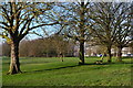 Line of trees on Streatham Common