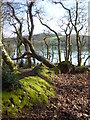 Moss covered bank and dead tree on Roundwood Quay