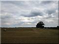 Partly harvested wheat field