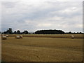 Partly harvested wheat field