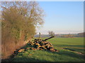 Pile of Tree Trunks