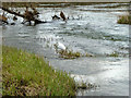 Little Egret in River Roding